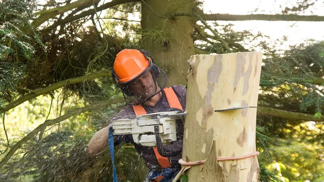 Tim's Tree Service work photo