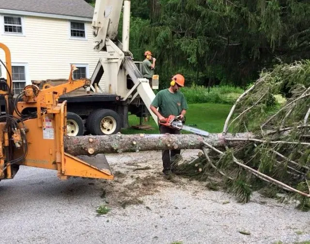 Greater Heights Tree work photo