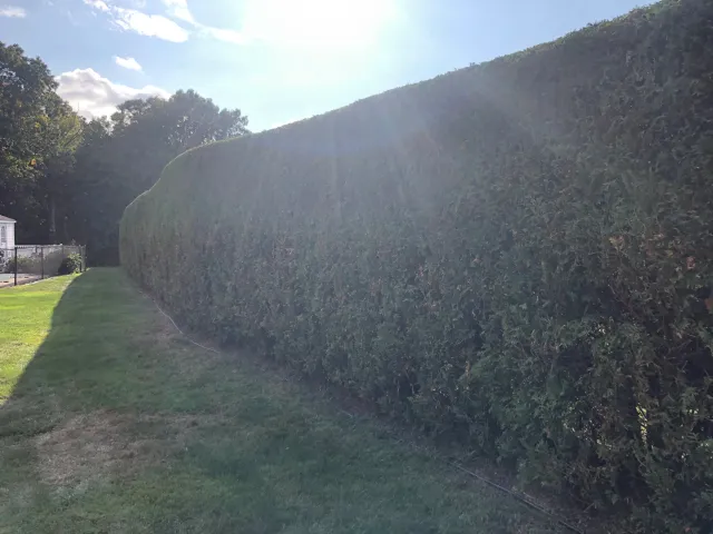 Hedge Trimming Ludlow, MA