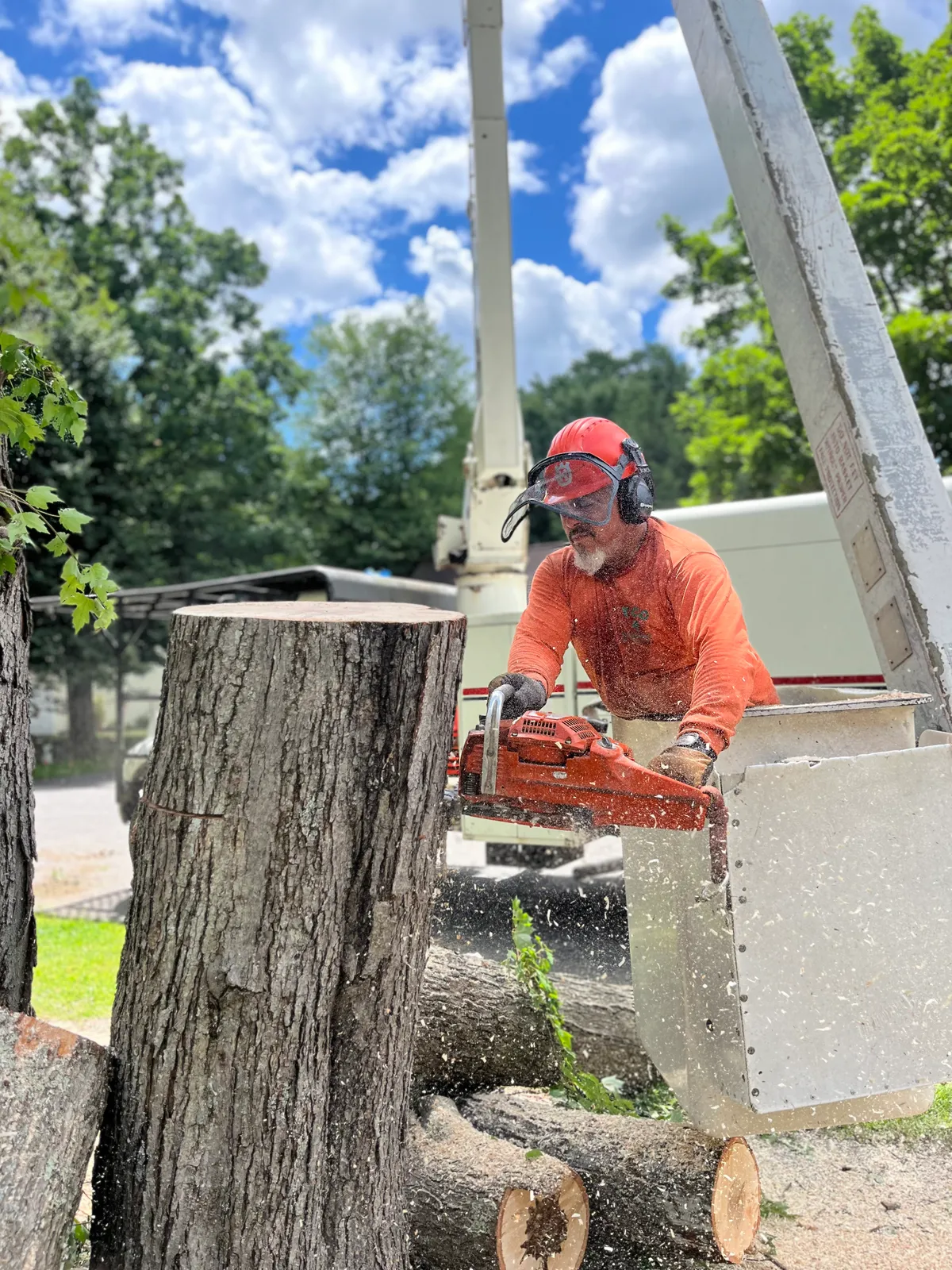 Tico Tree Service researched project photo