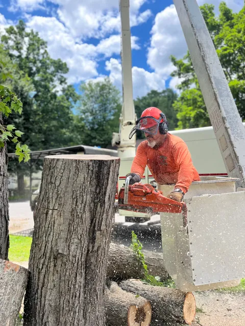 Tico Tree Service researched project photo