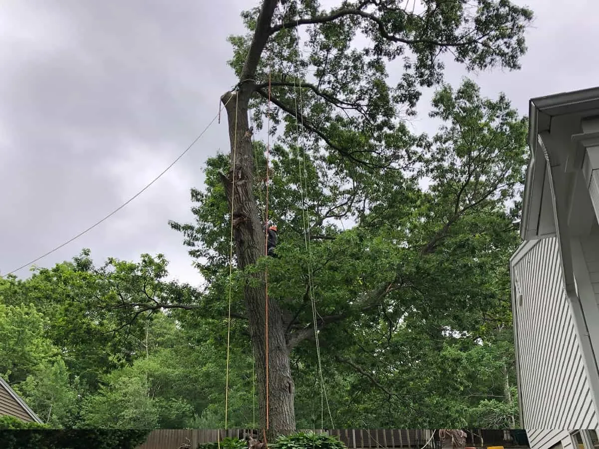 Tree Cabling