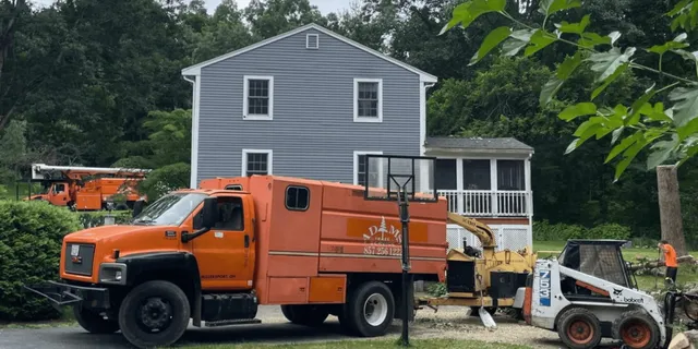 Adam's Tree Service work photo