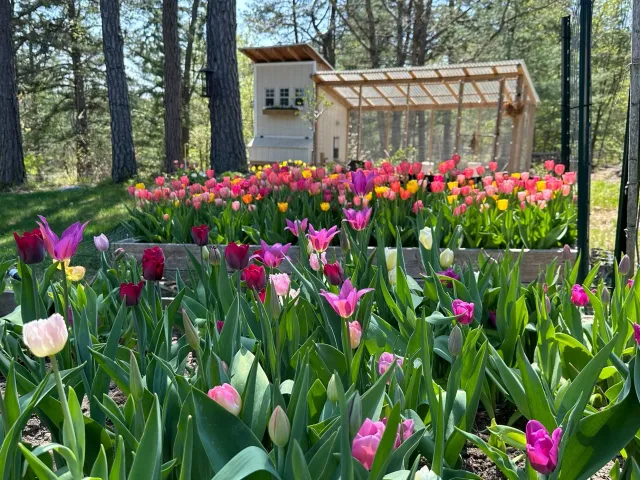Raised beds filled with tulips in bloom.