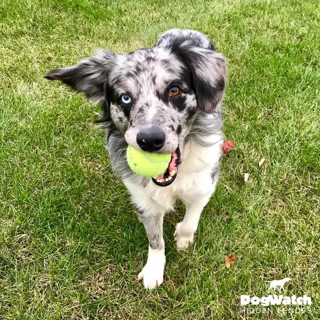 work photo from dogwatchsomaine.com