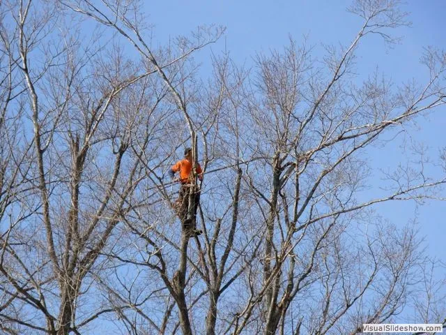 work photo from royletreenh.com