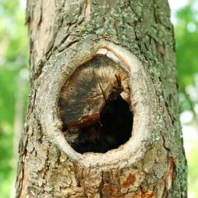 A large oval cavity in the trunk of a mature tree, with a healed callus ridge formed around the opening and dark, decayed wood visible inside.