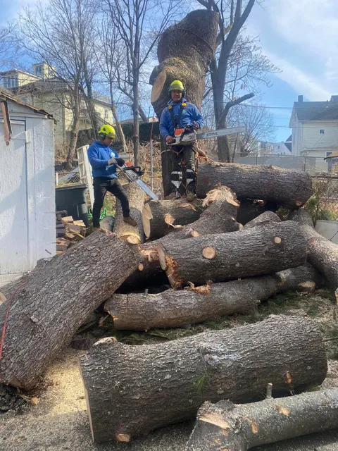 Adan Landscaping & Tree Services Inc