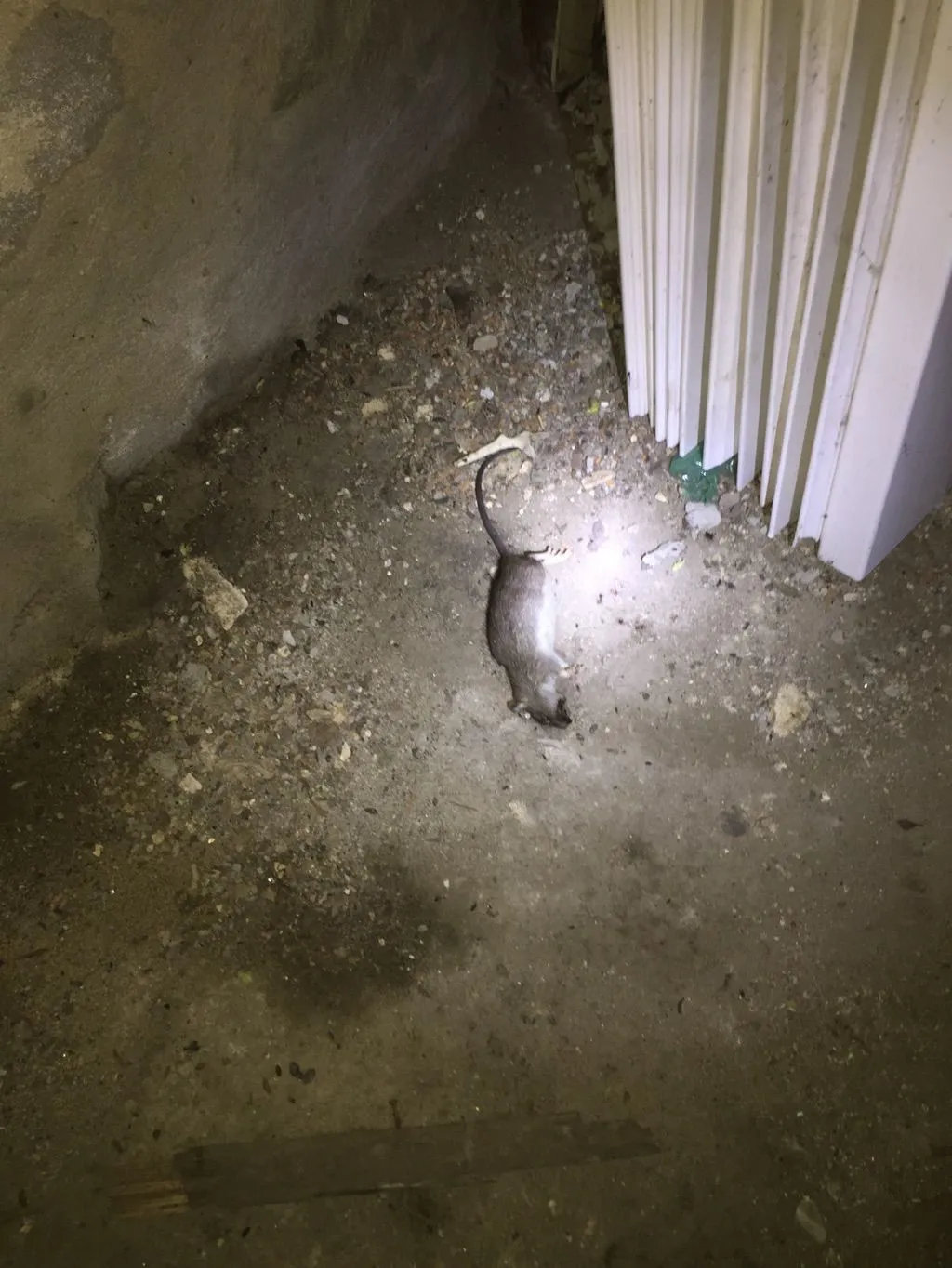 DLine Pest Services LLC researched project photo