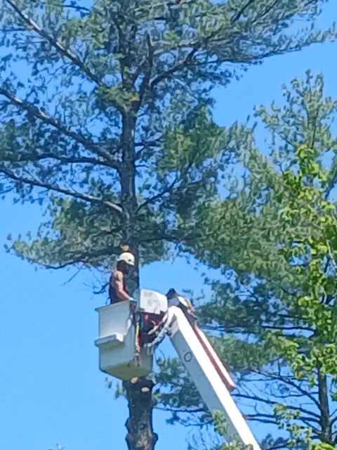Your community tree service LLC work photo