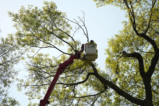 work photo from allscapestreeri.com