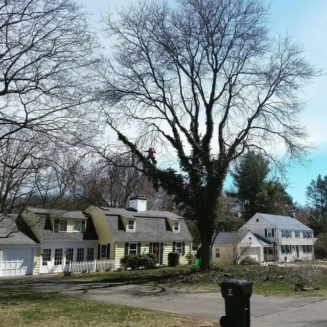 Happy Valley Tree Care work photo