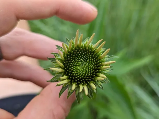 Close-up of a green flower bud being held between fingers, with spiky petals forming a circular pattern.