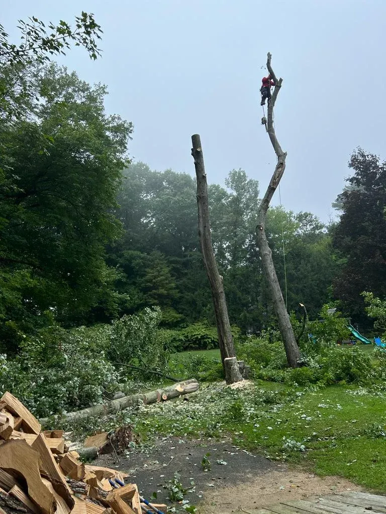 work photo from kjatreeserviceandlandscaping.com