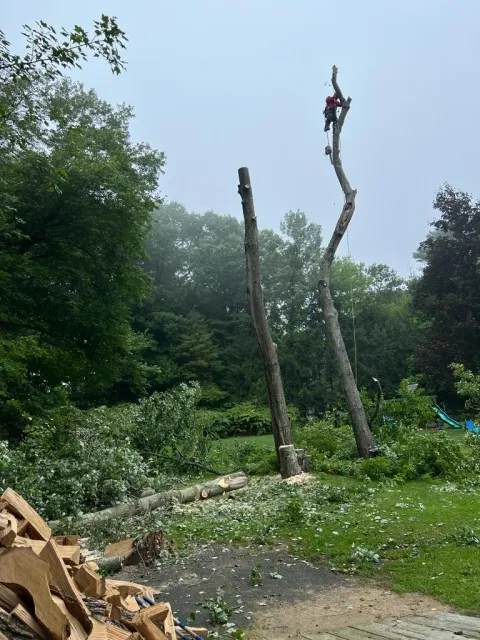 work photo from kjatreeserviceandlandscaping.com