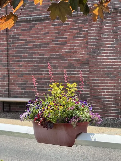 Window box with Violas, Euphorbia, Heuchera, and trailing Alyssum against a brick facade