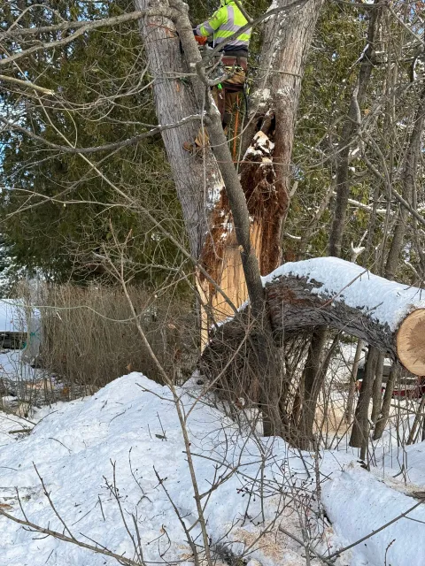work photo from saldanatreeserviceslandscaping.com