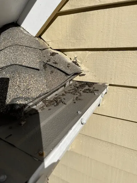 work photo from sandmpestservices.com