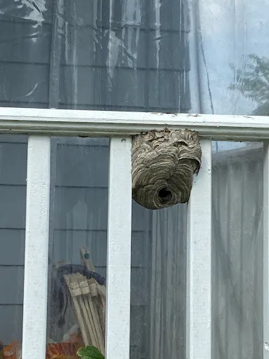BurkeExtermination work photo
