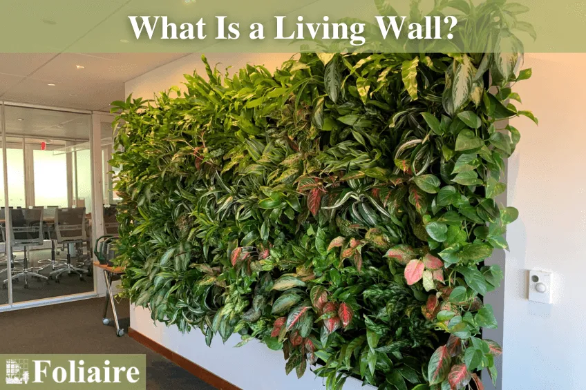 living wall, plant wall, plants for office, interiorscaping, interior plant designs