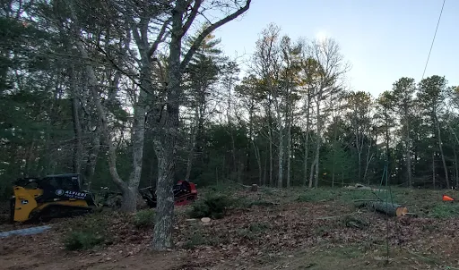 Alfieri Tree Care work photo
