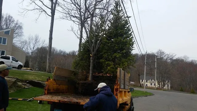 Tree removal services