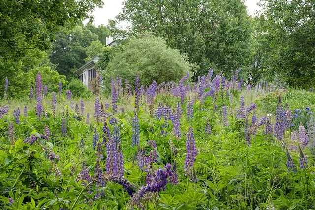 work photo from samanthasgardens.com
