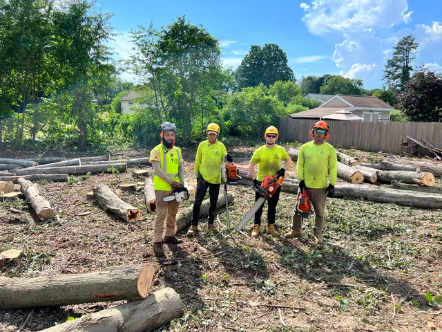 ALX Tree Service work photo