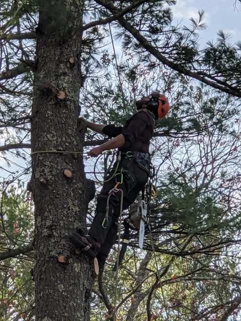 Apex Tree Care LLC work photo