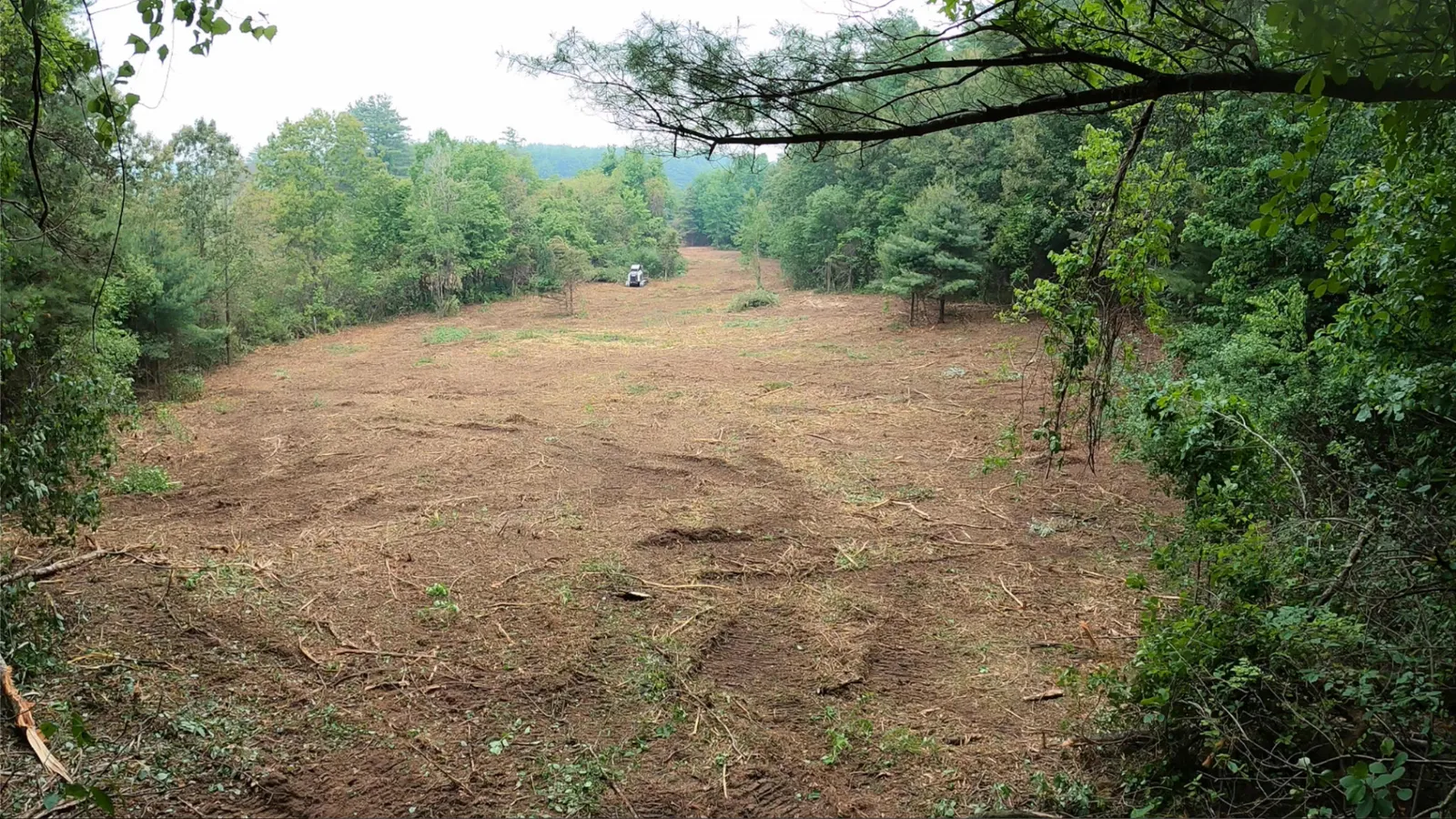 Restored pasture field in Southampton WMA after low-impact forestry mulching and land clearing