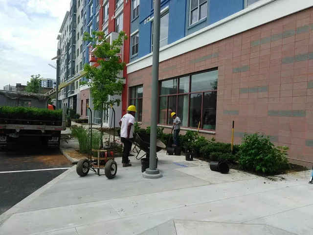 Commercial tree services