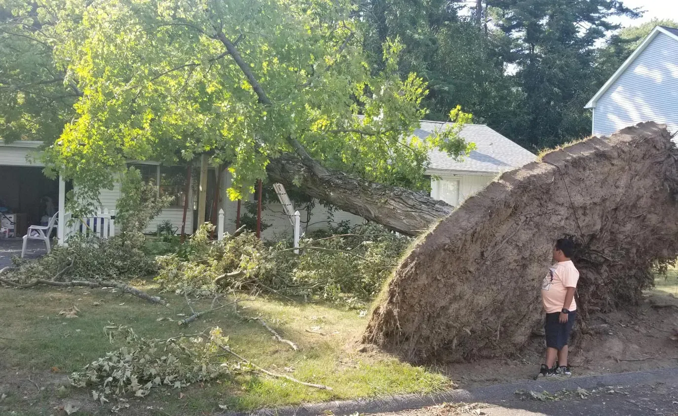Tree Fall Off — Springfield, MA — Mendez Tree Service LLC