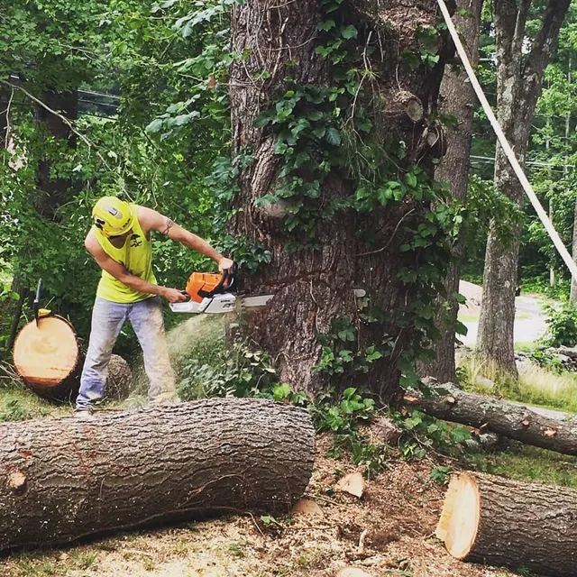 Running Brook Tree Climbers work photo