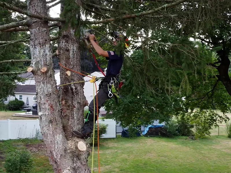 work photo from krohnkutztree.com
