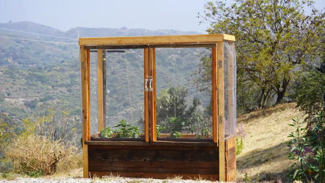 Timber garden boxes planted with vegetables