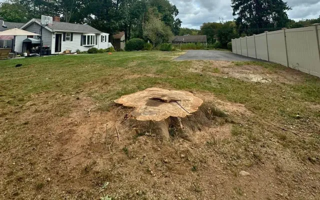 Cheshire stump grinding company
