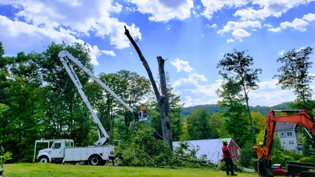 work photo from littlesteviestreeworkllc.com
