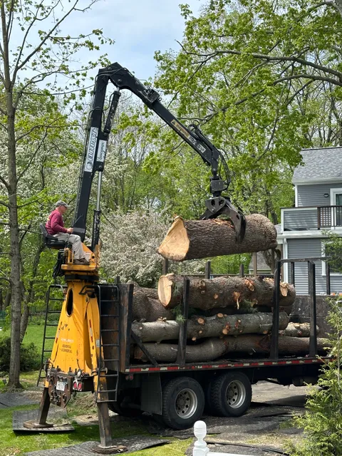 A1 Tree & Landscape Services work photo