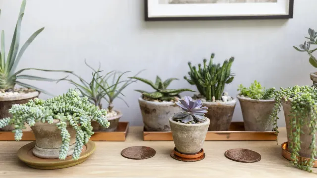 Indoor plants on a shelf