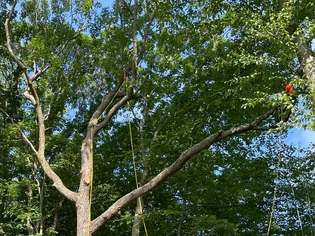 image of arborist installing supplemental support cable in a large mature tree canopy to mitigate risk of limb failure