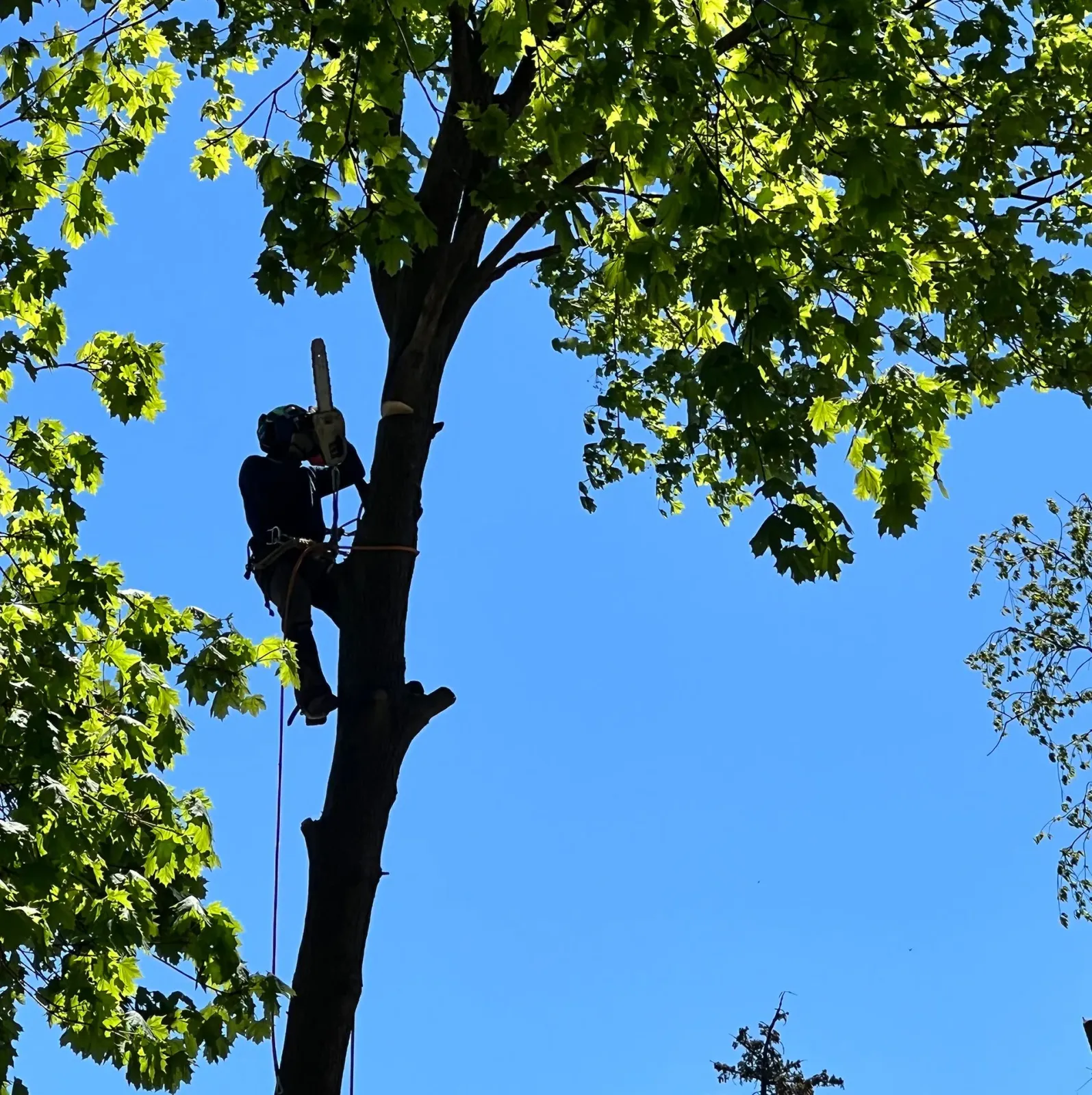 work photo from cb-treeservices.com