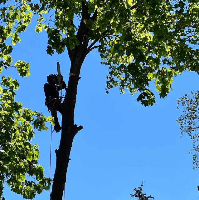 work photo from cb-treeservices.com