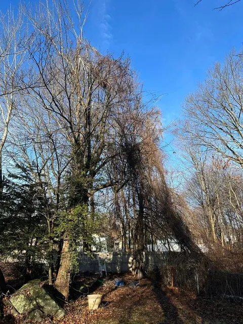 Land Clearing