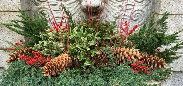plant care, holiday plants, plants in the office, winter plants, pet safe plants - Foliaire Inc. Holiday Decor