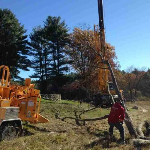Tree removal