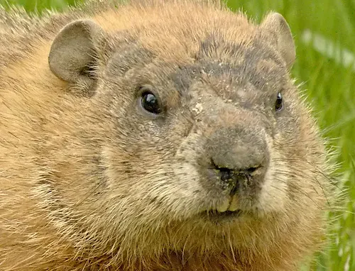 Woodchucks Trapping