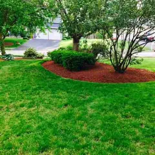 A lawn and landscape with mulch, trees and shrubs