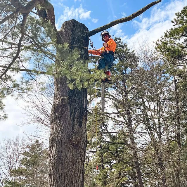 Tree Fellas work photo