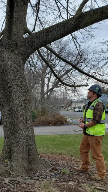 An arborist wearing a hard hat and a bright yellow safety vest is standing on the sidewalk holding a clipboard, looking up into the branches of a large, leafless tree.