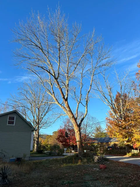 Leafless tall tree in a yard beside a house, with autumn-colored trees under a bright blue sky.